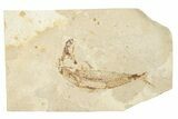 Cretaceous Fossil Fish - Lebanon #258851-1